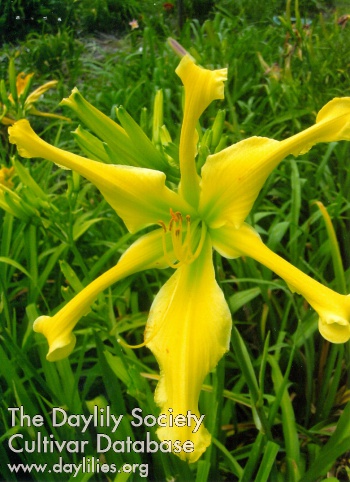 Daylily Forever Yellow